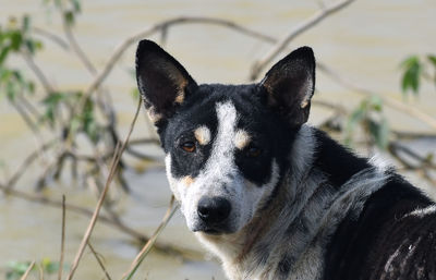 Close-up portrait of dog