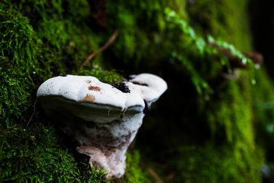 Close-up of a mushroom