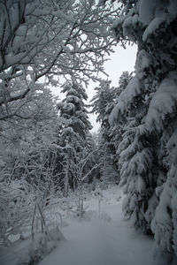 Bare trees during winter