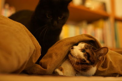 A black cat meets a tabby cat