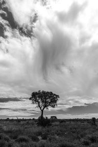 Trees on field against sky