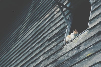 High angle view of dog by staircase