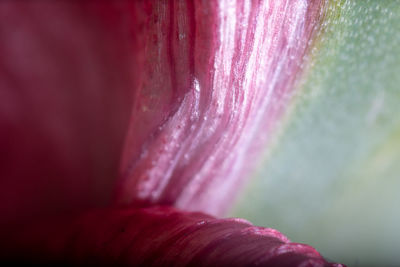 Close-up of pink flower petal