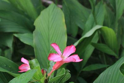 Close-up of pink flowering plant