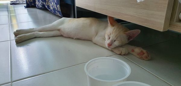 High angle view of cat sleeping on floor at home