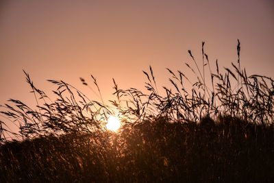 Silhouette grass on field against clear sky during sunset