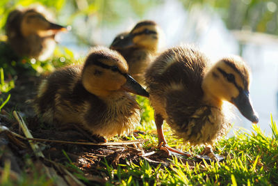 Close-up of ducklings on field