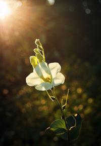 Close-up of white flowering plant