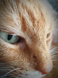 Close-up portrait of cat