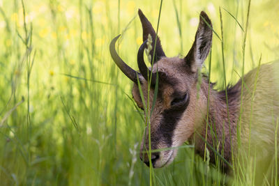 Close-up of deer on grass