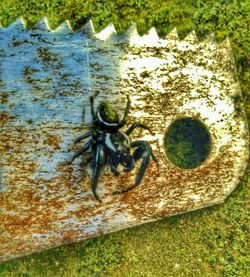 Close up of turtle in water