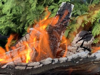 Close-up of fire on wood