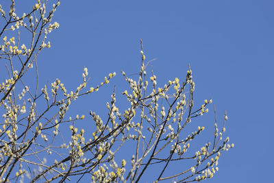 Low angle view of cherry blossom against clear blue sky