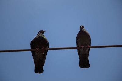 Low angle view of birds perching on cable against clear sky