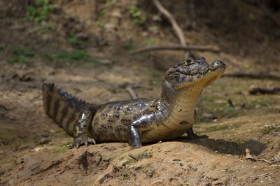 Closeup of black caiman melanosuchus niger head staring at camera pampas del yacuma, bolivia.