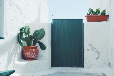 Potted plant against wall