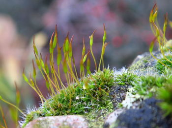 Close-up of moss growing on rock