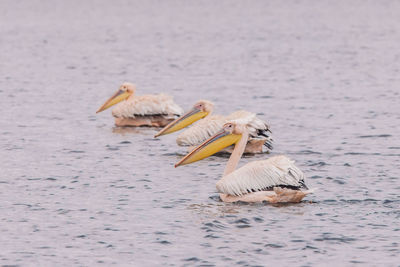 Birds on a lake