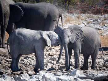 Two elephant calfs embracing and playing in etosha national park, namibia