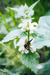 Close-up of bee pollinating on flower