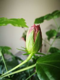 Close-up of flower plant