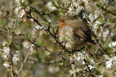 Close-up of bird perching on branch