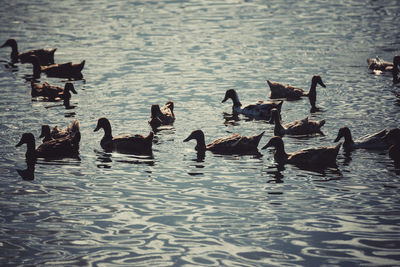 Ducks swimming in lake