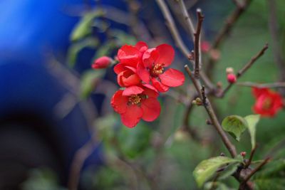 Close-up of pink flowers