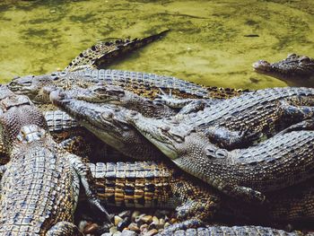 Close-up of crocodile