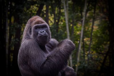 Gorilla against trees at zoo