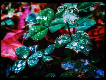 Close-up of water drops on leaves
