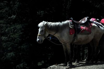 Horse standing on a land