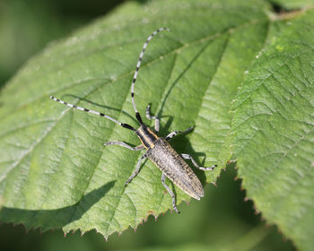 Close-up of insect on leaf