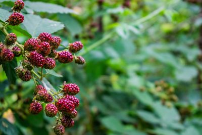 Red blackberries in the green nature.