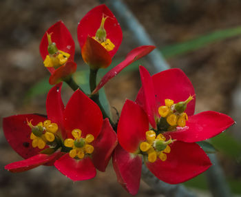 Close-up of red flowering plant