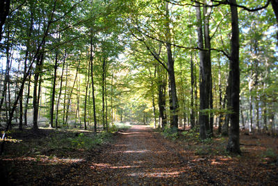 Road passing through forest