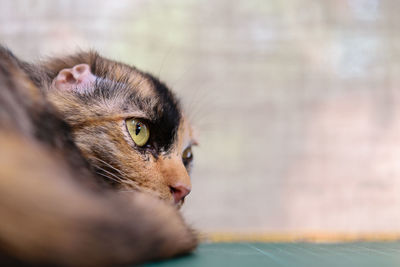 Close-up portrait of a cat