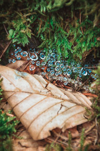 High angle view of insect on tree