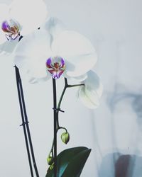 Close-up of white flowers in vase