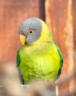 Close-up of parrot perching in cage