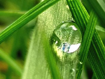 Close-up of raindrops on leaf