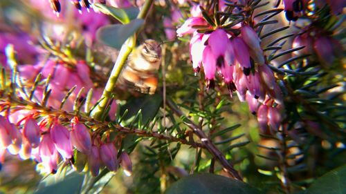 Close-up of pink flowers