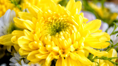 Close-up of yellow flowering plant