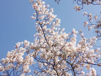 Low angle view of blossom tree against sky