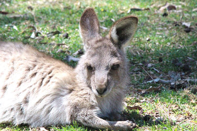 Portrait of elephant on land