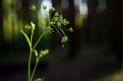 Close-up of flowering plant against blurred background