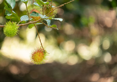 Close-up of fruit growing on plant