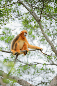 Low angle view of monkey sitting on tree