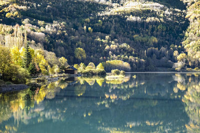 Scenic view of lake in forest