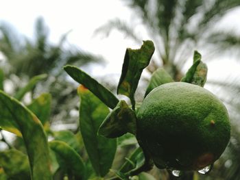 Close-up of plant